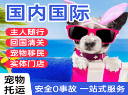 徐州观音国际宠物托运 【国